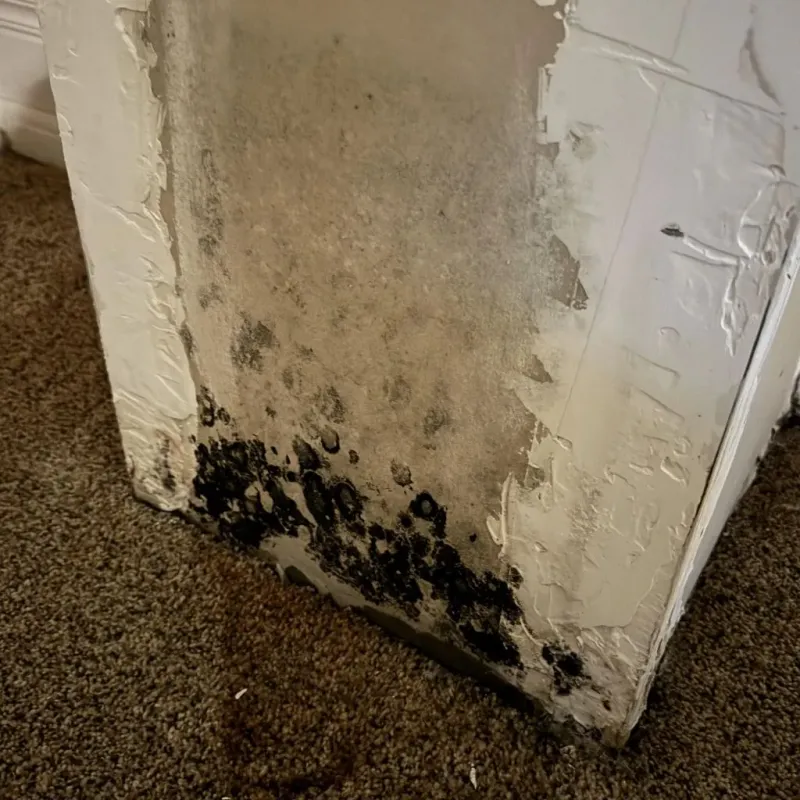 Professional Mold Removal in Ninnekah, OK